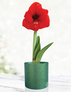 Menu Red Potted Amaryllis Gift Box - Green Round