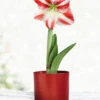 Menu Bi-Colored Potted Amaryllis Gift Box - Burgundy Round -Gardening Series Store 92221 super star potted amaryllis burgundy round