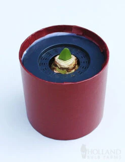 Menu Bi-Colored Potted Amaryllis Gift Box - Burgundy Round -Gardening Series Store 92221 super star potted amaryllis burgundy round 2