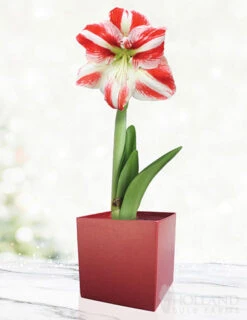 Menu Bi-Color Potted Amaryllis Gift Box - Burgundy Square