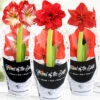 Menu Potted Amaryllis Trio Collection 1 Menu Potted Amaryllis Trio Collection -Gardening Series Store 92223 potted amaryllis trio collection