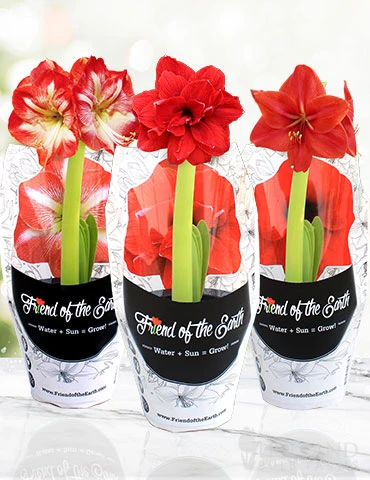 Menu Potted Amaryllis Trio Collection 3 Menu Potted Amaryllis Trio Collection