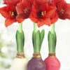 Menu Spring Waxed Amaryllis Collection (3-Pack) -Gardening Series Store 92225 spring waxed amaryllis collection 3