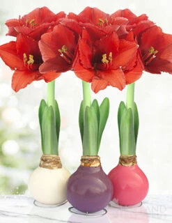 Menu Spring Waxed Amaryllis Collection (3-Pack)