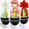 Menu Peppermint Swirl Amaryllis Trio Collection -Gardening Series Store 92226 peppermint swirl collection