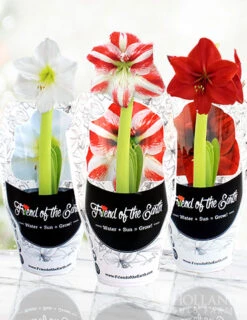 Menu Peppermint Swirl Amaryllis Trio Collection
