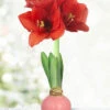 Menu Pink Petals Waxed Amaryllis -Gardening Series Store 92230 pink petals waxed amaryllis 3 1
