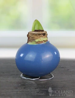 Menu Easter Waxed Amaryllis Collection -Gardening Series Store 92231 blue skies waxed amaryllis 2