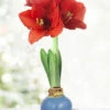 Menu Blue Skies Waxed Amaryllis