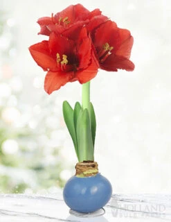 Menu Easter Waxed Amaryllis Collection -Gardening Series Store 92231 blue skies waxed amaryllis 3