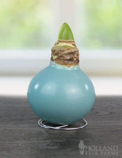 Menu Easter Waxed Amaryllis Collection -Gardening Series Store 92232 robins egg waxed amaryllis 2