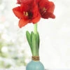 Menu Robin's Egg Waxed Amaryllis -Gardening Series Store 92232 robins egg waxed amaryllis 3 1