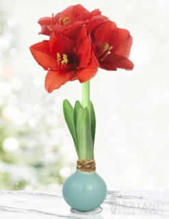 Menu Easter Waxed Amaryllis Collection -Gardening Series Store 92232 robins egg waxed amaryllis 3