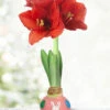Menu Bunny Tails Waxed Amaryllis -Gardening Series Store 92233 bunny tails waxed amaryllis 3