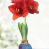 Menu Spring Blooms Waxed Amaryllis -Gardening Series Store 92234 spring blooms waxed amaryllis 3