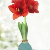 Menu Easter Picasso Waxed Amaryllis -Gardening Series Store 92235 easter picasso waxed amaryllis 3