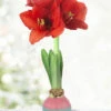 Menu Easter Egg Waxed Amaryllis -Gardening Series Store 92236 easter egg waxed amaryllis 3