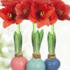 Menu Easter Waxed Amaryllis Collection