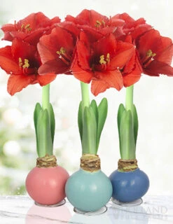 Menu Easter Waxed Amaryllis Collection
