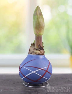 Menu Fireworks Picasso Waxed Amaryllis -Gardening Series Store 92238 fireworks picasso waxed amaryllis 2 1