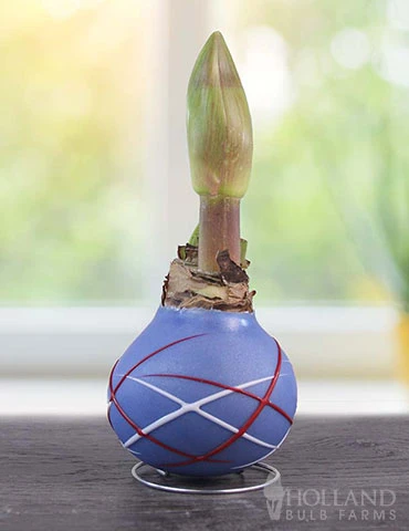 Menu Stars & Stripes Waxed Amaryllis Collection 6 Menu Stars & Stripes Waxed Amaryllis Collection - Image 4