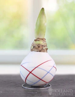 Menu Stars & Stripes Waxed Amaryllis Collection 15 Menu Stars & Stripes Waxed Amaryllis Collection -Gardening Series Store 92239 sparkler picasso waxed amaryllis 2 1