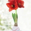 Menu Sparkler Picasso Waxed Amaryllis -Gardening Series Store 92239 sparkler picasso waxed amaryllis 3