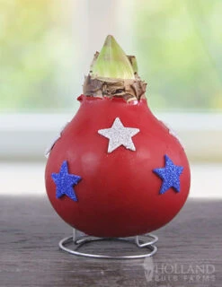Menu Stars & Stripes Waxed Amaryllis Collection 17 Menu Stars & Stripes Waxed Amaryllis Collection -Gardening Series Store 92240 star spangled waxed amaryllis 2 1