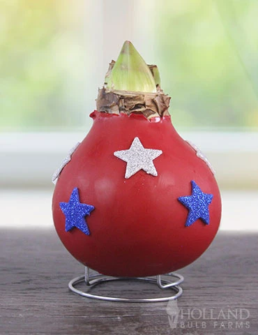 Menu Stars & Stripes Waxed Amaryllis Collection 10 Menu Stars & Stripes Waxed Amaryllis Collection - Image 8