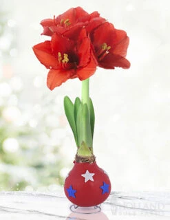 Menu Stars & Stripes Waxed Amaryllis Collection 16 Menu Stars & Stripes Waxed Amaryllis Collection -Gardening Series Store 92240 star spangled waxed amaryllis 3 1