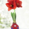 Menu Star Spangled Waxed Amaryllis -Gardening Series Store 92240 star spangled waxed amaryllis 3