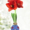 Menu Freedom Waxed Amaryllis -Gardening Series Store 92241 freedom waxed amaryllis 3