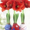 Menu Stars & Stripes Waxed Amaryllis Collection -Gardening Series Store 92243 stars and stripes collection 3