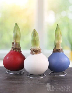 Menu American Spirit Waxed Amaryllis Collection 16 Menu American Spirit Waxed Amaryllis Collection -Gardening Series Store 92244 american spirit waxed collection 2