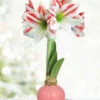 Menu Jelly Bean Waxed Amaryllis 1 Menu Jelly Bean Waxed Amaryllis -Gardening Series Store 92419 jelly bean waxed amaryllis