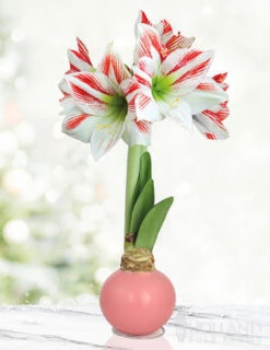 Menu Jelly Bean Waxed Amaryllis