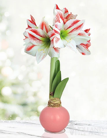 Menu Jelly Bean Waxed Amaryllis 3 Menu Jelly Bean Waxed Amaryllis