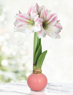 Menu Pink Lady Waxed Amaryllis