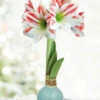 Menu Spring Sunset Waxed Amaryllis -Gardening Series Store 92425 spring sunset waxed amaryllis