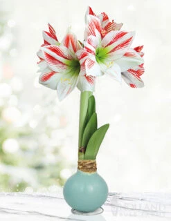 Menu Spring Sunset Waxed Amaryllis