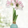 Menu Spirit Of Spring Waxed Amaryllis -Gardening Series Store 92426 spirit of spring