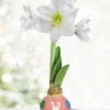 Menu Hippity Hoppity Waxed Amaryllis -Gardening Series Store 92427 hippity hoppity waxed amaryllis