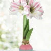 Menu Easter Blessings Waxed Amaryllis -Gardening Series Store 92428 easter blessings waxed amaryllis