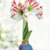 Menu Flower Power Waxed Amaryllis -Gardening Series Store 92429 flower power waxed amaryllis
