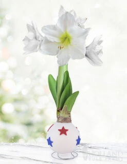 Menu All American Waxed Amaryllis