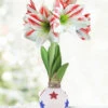 Menu American Pride Waxed Amaryllis -Gardening Series Store 92434 american pride waxed amaryllis