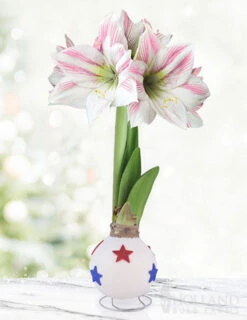 Menu Honor Waxed Amaryllis