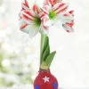 Menu Old Glory Waxed Amaryllis -Gardening Series Store 92437 old glory waxed amaryllis