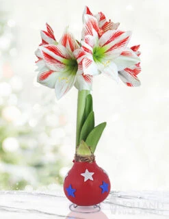 Menu Old Glory Waxed Amaryllis
