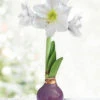 Menu Royal Blooms Waxed Amaryllis -Gardening Series Store 92441 royal blooms waxed amaryllis